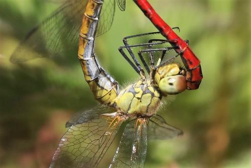 Sympetrum sanguineum
